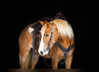 Haflinger Croisé, Hongre, 5 Ans, Alezan brûlé