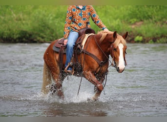 Haflinger Croisé, Hongre, 5 Ans, Alezan brûlé