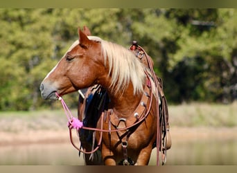 Haflinger, Hongre, 5 Ans, Alezan brûlé