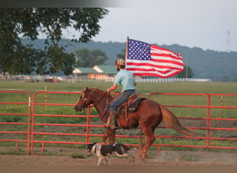 Haflinger, Hongre, 6 Ans, 140 cm, Alezan cuivré