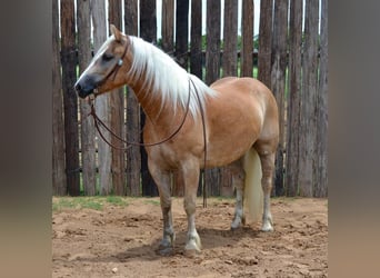 Haflinger, Hongre, 6 Ans, 145 cm, Palomino