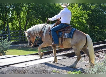 Haflinger, Hongre, 6 Ans, 145 cm, Palomino