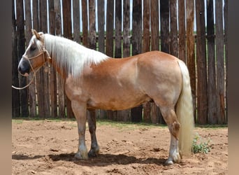 Haflinger, Hongre, 6 Ans, 145 cm, Palomino
