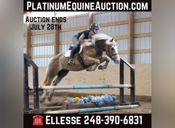 Haflinger, Hongre, 6 Ans, 147 cm, Alezan cuivré