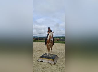 Haflinger, Hongre, 6 Ans, 150 cm, Alezan