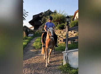 Haflinger, Hongre, 6 Ans, 150 cm, Alezan