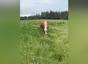 Haflinger, Hongre, 6 Ans, 150 cm, Alezan