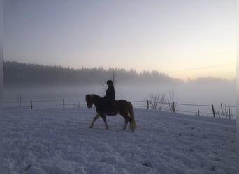 Haflinger, Hongre, 6 Ans, 150 cm, Alezan