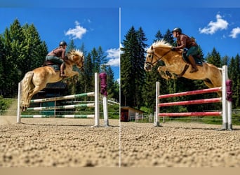 Haflinger, Hongre, 6 Ans, 150 cm, Alezan