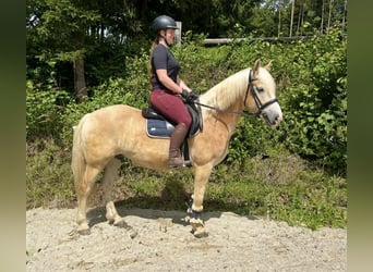 Haflinger, Hongre, 6 Ans, 150 cm, Alezan