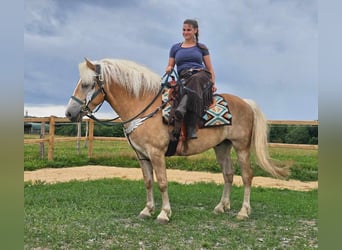 Haflinger, Hongre, 6 Ans, 150 cm, Alezan