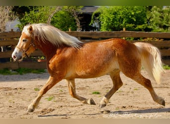 Haflinger, Hongre, 6 Ans, 150 cm, Bai clair