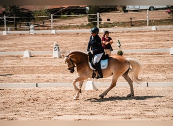 Haflinger, Hongre, 6 Ans, 153 cm, Alezan