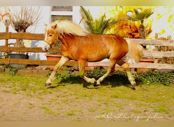 Haflinger, Hongre, 6 Ans, 154 cm, Bai clair