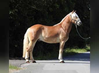 Haflinger, Hongre, 6 Ans, 155 cm, Alezan