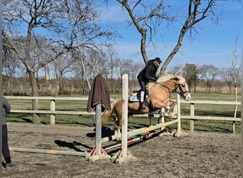 Haflinger Croisé, Hongre, 6 Ans, 155 cm, Palomino