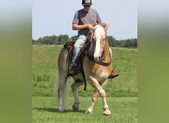 Haflinger, Hongre, 6 Ans, 155 cm, Palomino