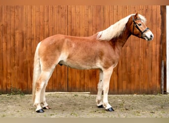 Haflinger, Hongre, 6 Ans, 158 cm, Bai clair