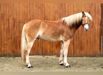 Haflinger, Hongre, 6 Ans, 158 cm, Bai clair