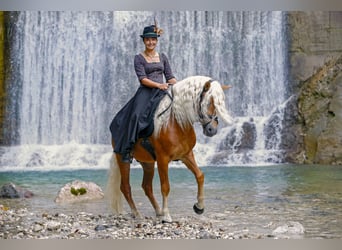 Haflinger, Hongre, 6 Ans