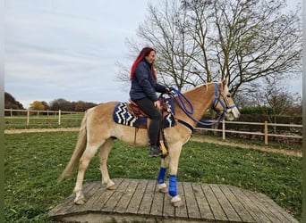 Haflinger, Hongre, 7 Ans, 146 cm, Alezan