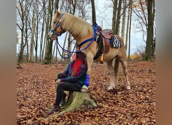 Haflinger, Hongre, 7 Ans, 146 cm, Alezan