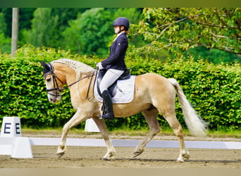 Haflinger, Hongre, 7 Ans, 150 cm, Alezan