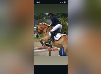 Haflinger, Hongre, 7 Ans, 151 cm, Champagne