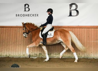 Haflinger, Hongre, 7 Ans, 155 cm, Alezan