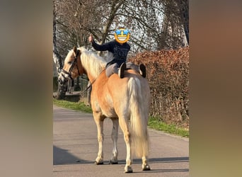 Haflinger, Hongre, 7 Ans, 161 cm, Palomino