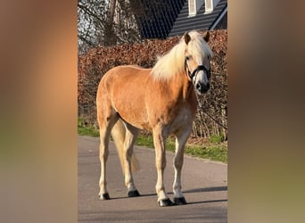 Haflinger, Hongre, 7 Ans, 161 cm, Palomino