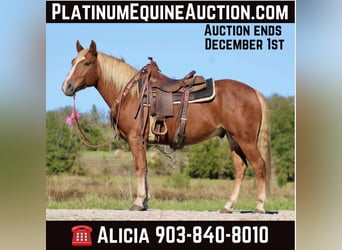 Haflinger, Hongre, 7 Ans, Alezan brûlé