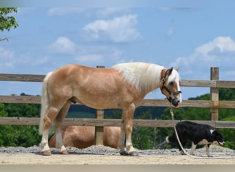 Haflinger, Hongre, 7 Ans, Alezan cuivré