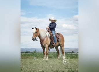 Haflinger Croisé, Hongre, 8 Ans, 130 cm, Alezan cuivré