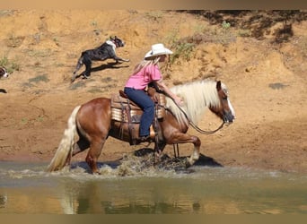 Haflinger, Hongre, 8 Ans, 132 cm, Palomino
