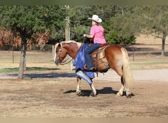 Haflinger, Hongre, 8 Ans, 132 cm, Palomino