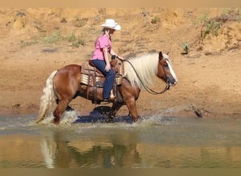 Haflinger, Hongre, 8 Ans, 132 cm, Palomino