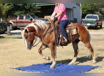 Haflinger, Hongre, 8 Ans, 132 cm, Palomino