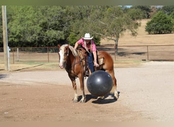 Haflinger, Hongre, 8 Ans, 132 cm, Palomino