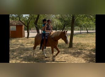 Haflinger Croisé, Hongre, 8 Ans, 145 cm, Alezan