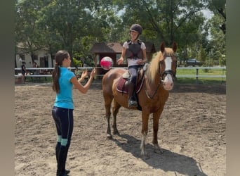 Haflinger Croisé, Hongre, 8 Ans, 145 cm, Alezan