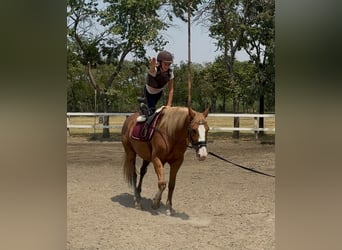 Haflinger Croisé, Hongre, 8 Ans, 145 cm, Alezan