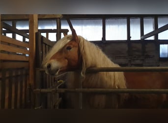 Haflinger, Hongre, 8 Ans, 147 cm, Alezan cuivré