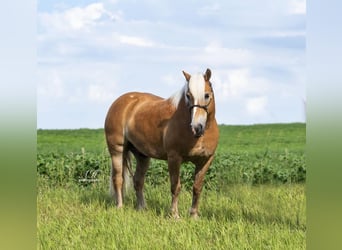 Haflinger, Hongre, 8 Ans, 147 cm, Alezan cuivré