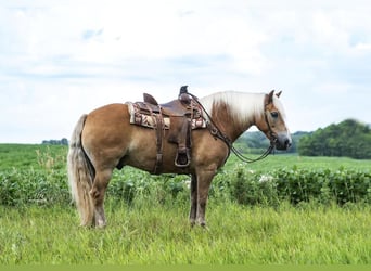 Haflinger, Hongre, 8 Ans, 147 cm, Alezan cuivré