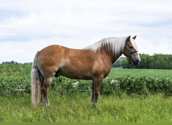 Haflinger, Hongre, 8 Ans, 147 cm, Alezan cuivré