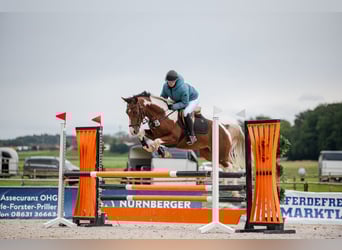 Haflinger, Hongre, 8 Ans, 150 cm, Pinto