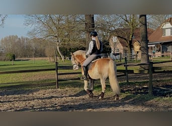 Haflinger, Hongre, 8 Ans, 153 cm, Alezan