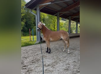 Haflinger, Hongre, 8 Ans, 155 cm, Alezan