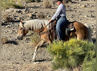 Haflinger, Hongre, 8 Ans, Alezan cuivré